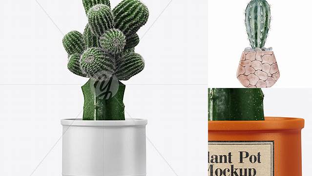 6296+ Cactus in Ceramic Pot PSD Mockup High-Quality Design Free PSD