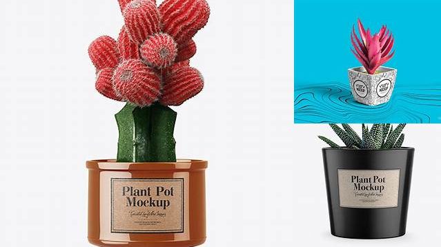 7677+ Cactus in Glossy Pot PSD Mockup Free Creative Design