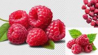 9638+ Raspberry PSD Free Download