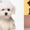 9707+ Dog Clothes Mockup Free Creative High-Resolution PSD Freebie